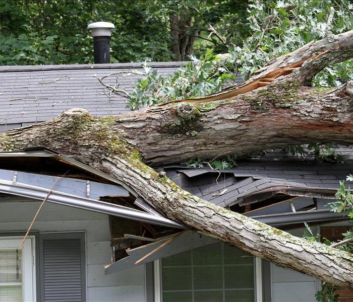 Storm Tossed Tree Impales a House Roof